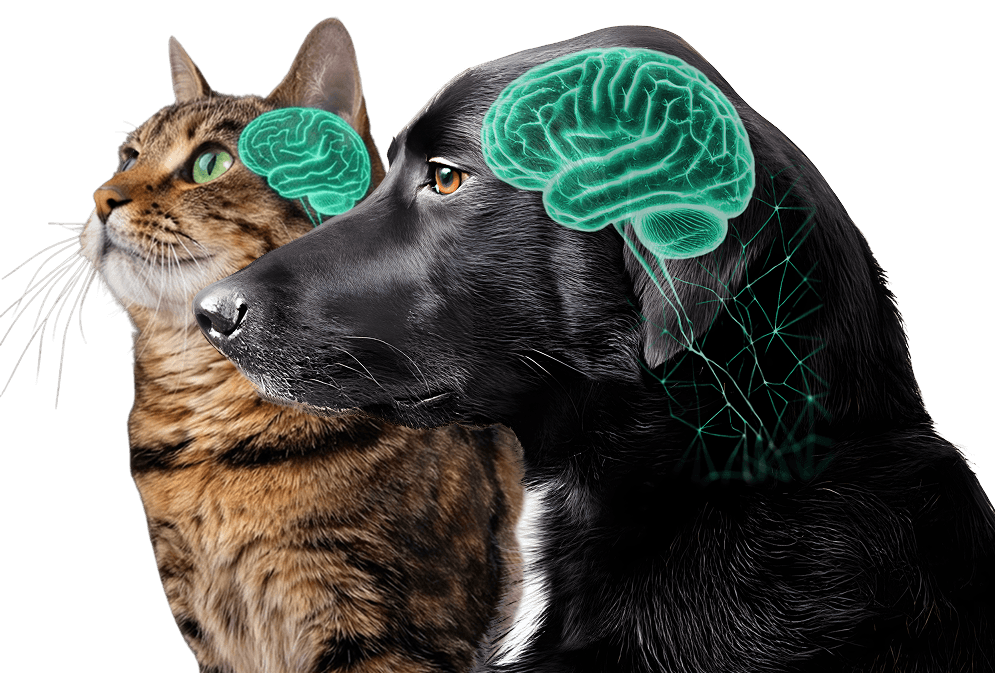 Kočka s neurologickým motivem RexCare